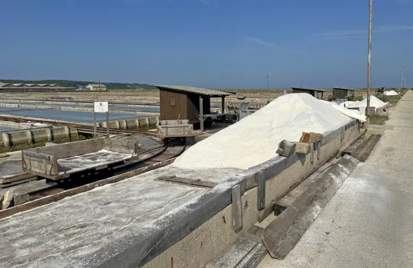V vročem in sušnem poletju 2022 so v Sečoveljskih solinah  
pridelali 1750 ton jedilne soli. Ob koncu lanskega, deževnega 
poletja pa so pridelali 644 ton jedilne soli. 