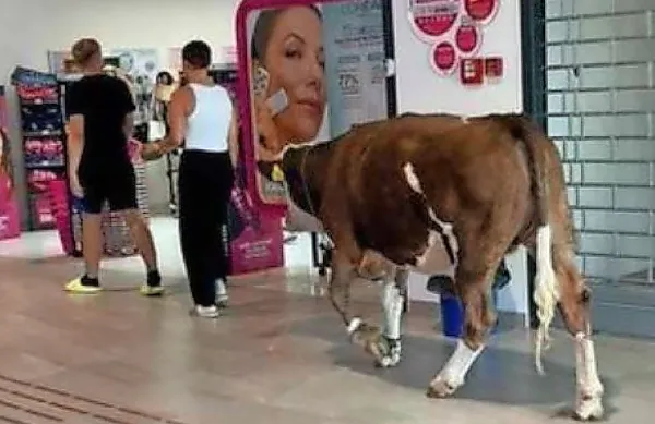 V trgovino na Krku vkorakala krava