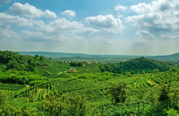 Župan mesta Valdobbiadene Luciano Fregonese se v družbi 
someščanov vsak četrtek poda na  pohod med vinogradi.