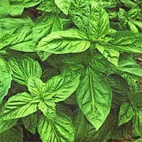 Poleti so vrtovi bogati in prednost naj imajo sveža zelišča z domačega 
vrta, na primer meta, melisa, sivka, limonska trava, bazilika, rožmarin.

