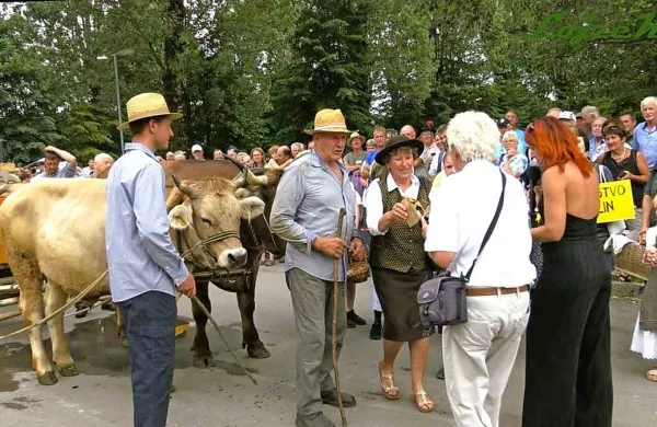 Volovska vprega, ki prevaža čebele na pašo, je tudi na Furmanskem prazniku vzbudila veliko pozornosti.