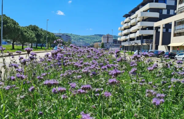 V  Kopru so v sodelovanju z Marjetico po mestu in v njegovi okolici 
uredili več pašnikov za čebele.