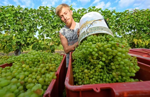 Ne le na Siciliji, s trgatvijo so začeli tudi na Moravskem (Češka), 
kjer so trgali grozdje zgodnjih sort za burčak (mošt). 