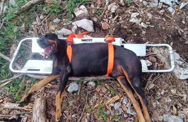 50-kilogramski doberman  se je s sprehoda vrnil na nosilih.