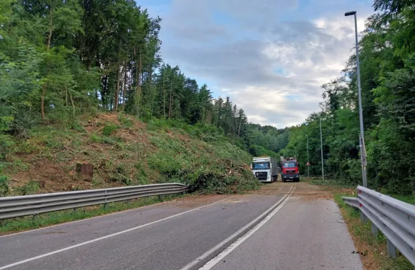 Posek ob predoru Panovec je bil načrtovan, saj so drevesa odmirala, pravijo na zavodu za gozdove. 