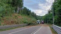Posek ob predoru Panovec je bil načrtovan, saj so drevesa odmirala, pravijo na zavodu za gozdove. 