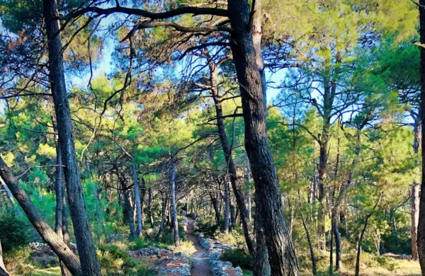Zagorelo je v borovem gozdu. Fotografija je simbolična.