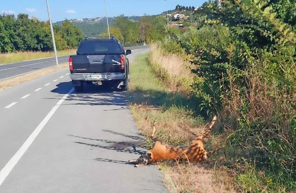 Pod Bošamarinom je srnjak najmanj dva dni ležal skoraj na 
kolesarski stezi.