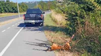 Pod Bošamarinom je srnjak najmanj dva dni ležal skoraj na 
kolesarski stezi.