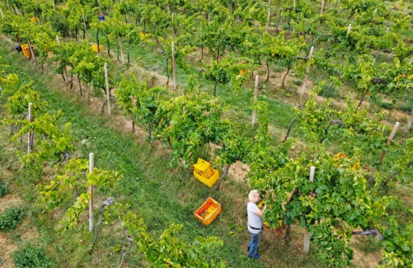 Če vinogradniki ne bodo soočeni z večjimi vremenskimi neprijetnostmi, bi se lahko  vinska trgatev  zaključila do konca 
septembra.