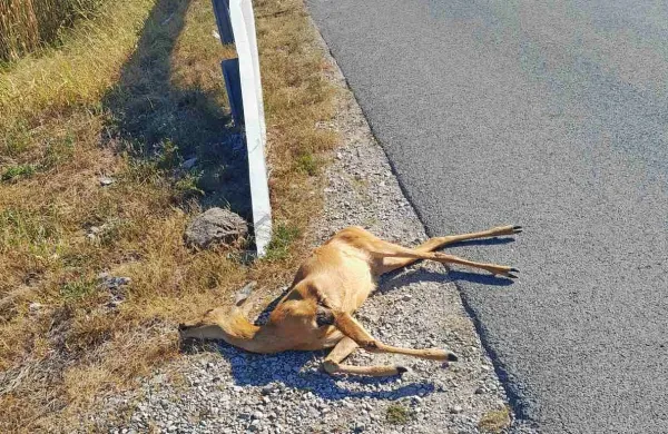 Ena od dveh srn, ki so v začetku prejšnega tedna po trku 
avtomobila obležali pod Škofijami.