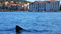  Morski pes orjak pogosto obišče naše kraje. V zalivu se je mudil 
tudi letos spomladi.