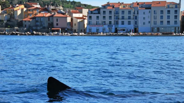  Morski pes orjak pogosto obišče naše kraje. V zalivu se je mudil 
tudi letos spomladi.