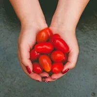 





Zagorelost lahko podaljšate s paradižnikom.
