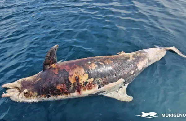 Obdukcija je pokazala, da je delfina nekdo ustrelil.