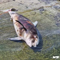 Poginulega delfina v Strunjanu je nekdo ustrelil (FOTO)