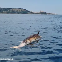 Poginulega delfina v Strunjanu je nekdo ustrelil (FOTO)