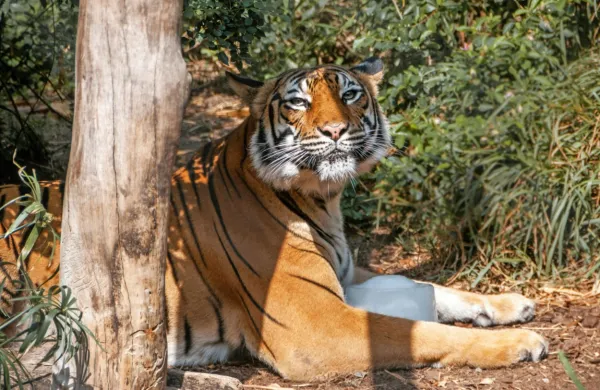 Sibirski tiger velja za največjo in najmočnejšo zver med mačkami.