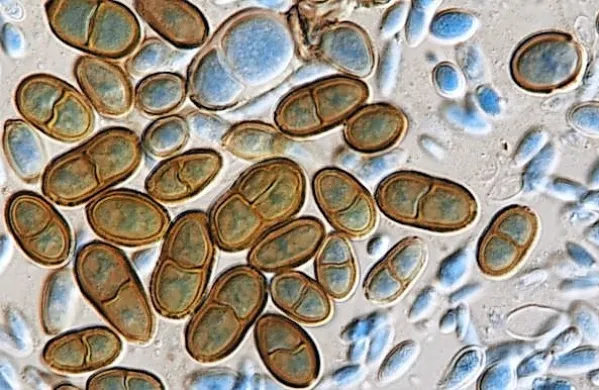InnoRenew CoE bo izvedel poskus v vesolju z glivnim biofilmom. 
