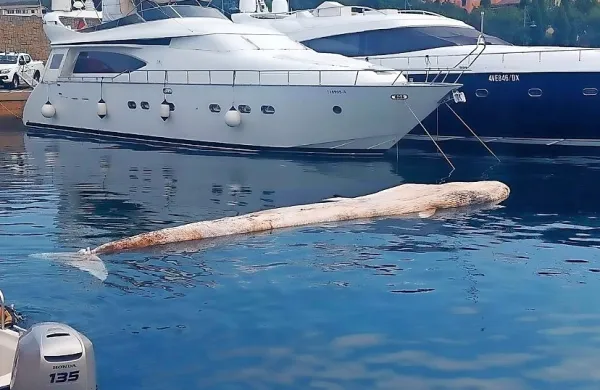 Do nepričakovanega odkritja trupla morskega sesalca je prišlo 
pod pomoli pristana pri Sv. Roku v Miljah.