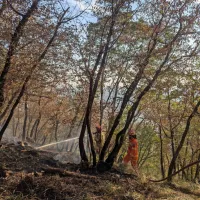 Kozina: Zagorelo na strmem in neprehodnem terenu (FOTO)