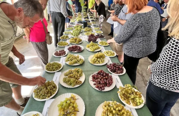 Razstava grozdja je v preteklosti vedno pritegnila precej zanimanja. 