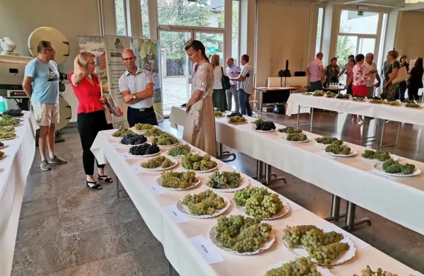 Le manjši del razstavljenih sort je sodil med priporočene in 
dovoljene, ki prevladujejo v slovenskih vinogradih.   