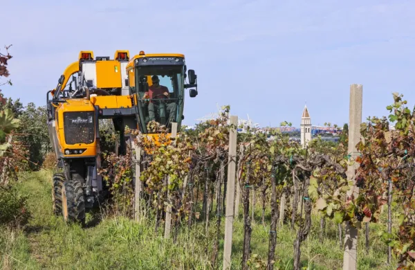 Tudi primorski vinogradniki se vse bolj poslužujejo strojnega 
obiranja grozdja.