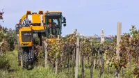 Tudi primorski vinogradniki se vse bolj poslužujejo strojnega 
obiranja grozdja.