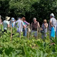 Primorski vrtiček je bila odmevna akcija z animacijo bralcev 
Primorskih novic, za katero je naša hiša v sodelovanju s KZ Agraria 
Koper in Univerzo na Primorskem dobila visoko priznanje Glasnik 
znanosti.