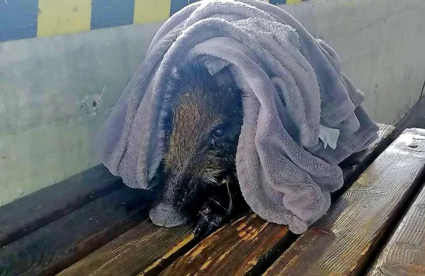 Če  bi  bil  prašiček  zdrav,  se  policistom  najbrž  ne  bi pustil  ujeti.  