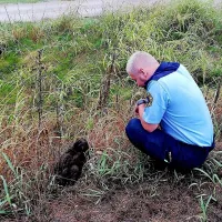 Divji prašiček se je okrog policijskega  poslopja menda zadrževal 
dva dni,   zato  so  ga policisti  naposled prijeli, zavili v odejo in ga v 
hudem nalivu prenesli pod streho.