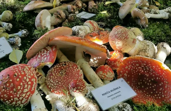 V Solkanu bo na ogled gobje bogastvo Gori&scaron;ke