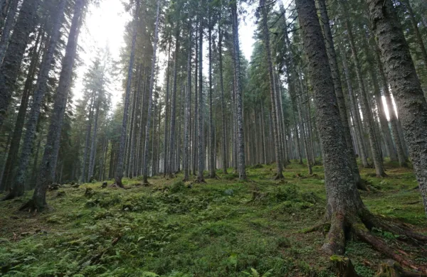Fotografija je simbolična.