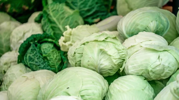 

Če boste zelje uživali redno, boste zmanjšali tudi tveganje za 
razvoj raka prostate, debelega črevesa in pljuč.