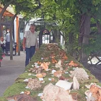 Gobje bogastvo Goriške bo na vrtu solkanskega hotela na ogled še 
danes in jutri.
