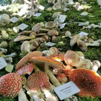 Razstava posebej opozarja, da niso vse gobe užitne. Tega se očitno 
ni zavedal starejši par, ki je ob koncu tedna pojedel izjemno 
strupeno gobo - panterjevo mušnico. Pomotoma sta jo zamenjala 
z bisernico, ki pa je pogojno užitna goba. Zdravijo ju v ljubljanskem kliničnem centru, včeraj je bilo njuno zdravstveno 
stanje resno.  