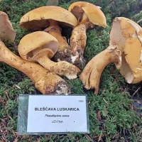 Med razstavljenimi gljivami je tudi  redka vrsta, bleščava luskarica. 