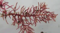 Novo odkrita rdeča alga Dasysiphonia adriatica je bila najdena pri carinskem pomolu 
v Izoli.

