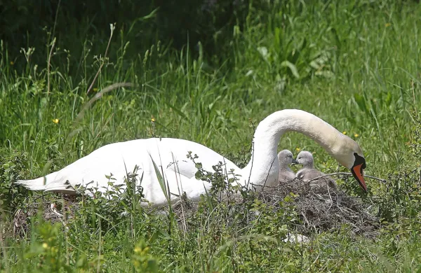 

Za celotno Slovenijo pa glede na pojavnost bolezni ostajajo v 
veljavi priporočila za zmanjšanje tveganja prenosa virusa z divjih 
ptic na perutnino in ptice v ujetništvu.