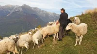 Volkovi in šakali so lani pokončali približno sto glav drobnice.