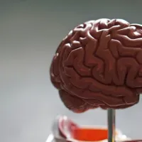  Okrevanje po možganski kapi je, tudi zaradi plastičnosti možganov,  najhitrejše v prvih dnevih in mesecih.