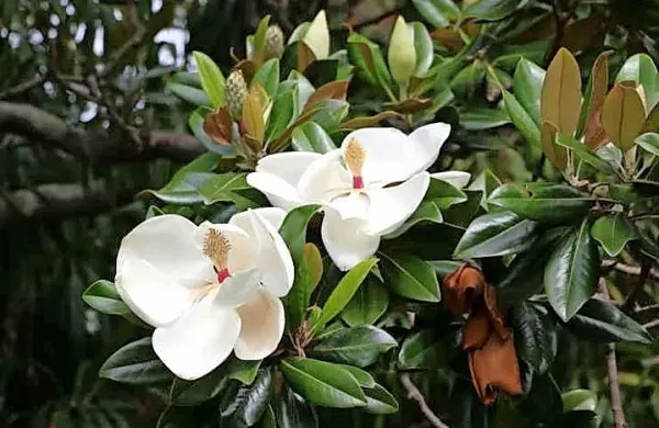 Med vrstami, ki jim grozi izumrtje, so tudi različne vrste magnolij.
