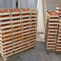 Sončno vreme na praznik zlatega jabolka v Strunjanu privabilo množice obiskovalcev