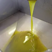 Malo manj znano dejstvo o olivnem olju je, da pomaga sproščati 
napete in obremenjene mišice.

