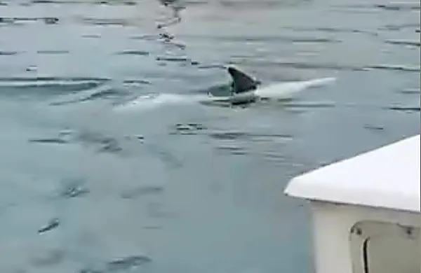 Danes je omenjeni delfin zaplaval tudi v izolski mandrač.