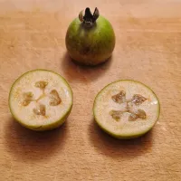  Sredica sadeža feijoa je želatinozna in vsebuje semena, okolica pa 
je čvrstejša, zrnata in spominja na teksturo hruške.