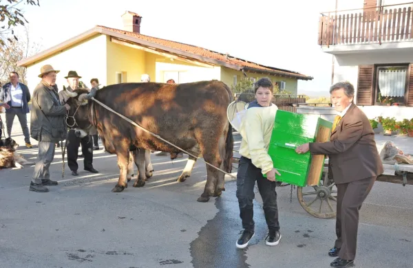 Vola Mi&scaron;ko in Rikec pripeljala čebele s pa&scaron;e na domačijo Pri Ragačevih