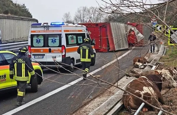 Iz prevrnjenega tovornjaka je  pobegnilo pet bikov, še trije so 
obležali ob cestišču.