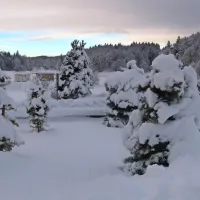 Najlepše naravno, sneženo okrasje smrečic, po dolgih letih obeta 
pravljičen božič. Srečno!